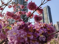 -深圳湾公园(南山区)