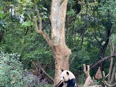 景点-成都大熊猫繁育研究基地