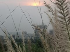 -光明小镇欢乐田园