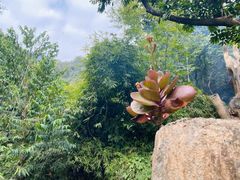 -天门沟九州驿站树上汤泉