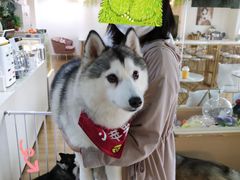 -Husky Go! 哈士奇体验馆·宠物咖啡厅狗咖