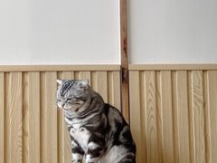 -Catmate·猫肥家润(金润铂宫店)