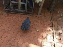 -大鹅岛绿色生态美食园