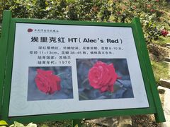-亚龙湾国际玫瑰谷
