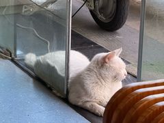 -伟伟宠物医院·瑞派猫友好医院·猫科(光谷店)