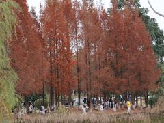 -白鹭湾湿地公园