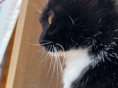 -是阿柴呀！柴犬咖啡·爱喵喵猫咖