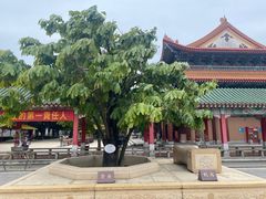 -广东圆玄道观