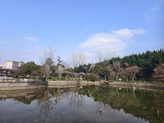 -嘉定紫藤园