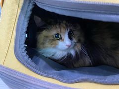 -纳吉亚猫专科动物医院·北北分院