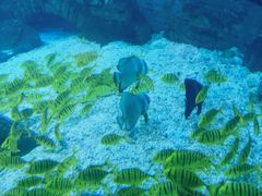 -烟台海昌鲸鲨海洋公园