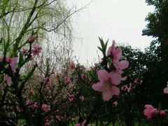 -南汇桃花村