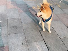 -美联众合动物医院·24h京西诊疗中心
