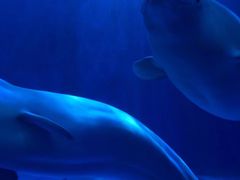 -多彩贵州城极地海洋世界