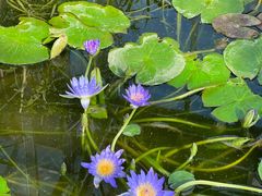 -国家植物园南园