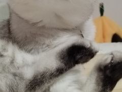 -宠颐生汉谟拉比宠物医院