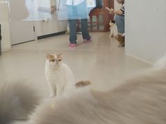 -共舞时光猫咖·狗咖(新街口店)