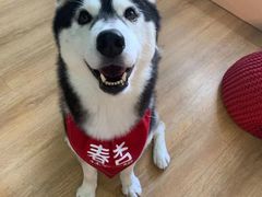 春杏-Husky Go! 哈士奇体验馆·宠物咖啡厅狗咖