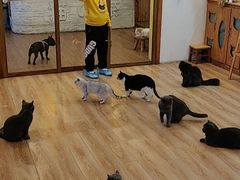 -猫的茶·猫咖