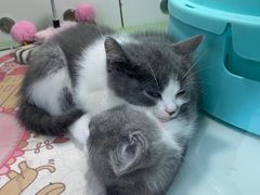 -糯米喵星人·撸猫猫舍咖啡馆(西市场嘉华店)