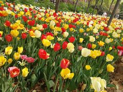 -洛阳郁金香牡丹园