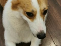 -柯斗斗主题餐厅·狗咖·围炉煮茶·茶饮(国瑞升平里店)