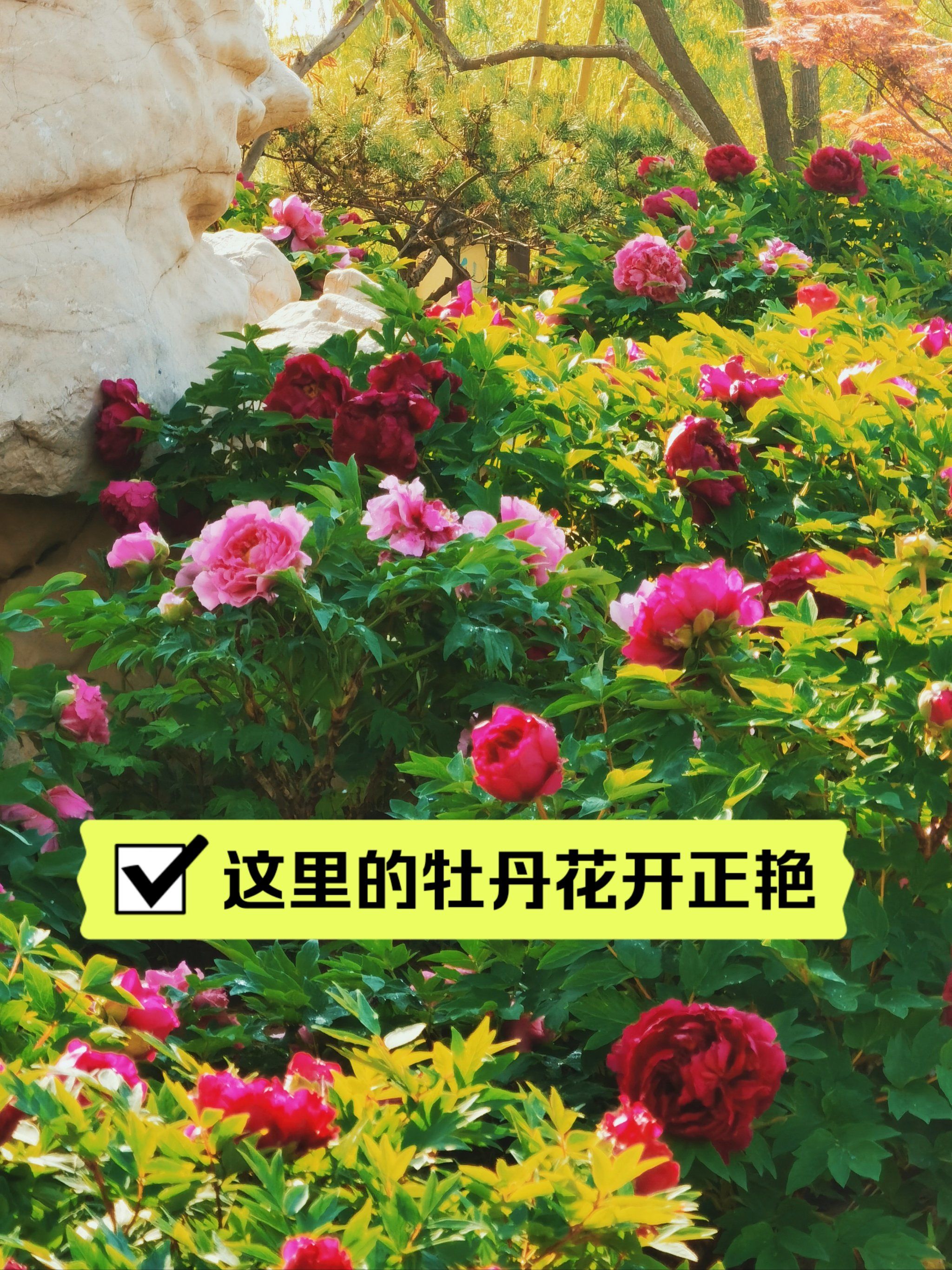 通州西海子公园西门的牡丹花圃开花啦