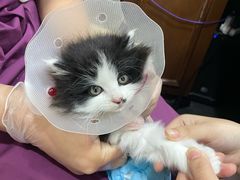 -宠爱国际动物医院·消化内科·心肾内科·ISFM猫友好(望京店)