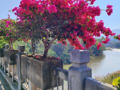 -中国科学院西双版纳热带植物园