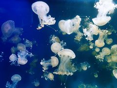 -海合安成都极地海洋公园