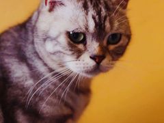 -猫猫幼稚园·撸猫·桌游·电玩