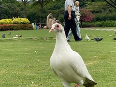 -白鹭洲公园