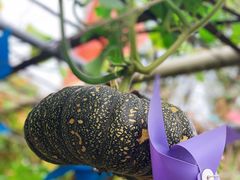 -南窖乡水峪村山情农家