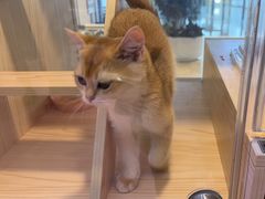 -爪爪喵星球·猫舍(前海卓越店)