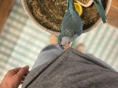 -吉丁鸟咖·异宠·寄养