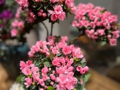 -双季花艺园艺市场(浦东店)