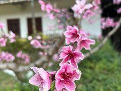 -黄龙溪古镇