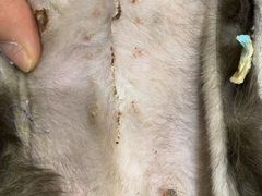 -萌兽医馆·犬猫专科·眼科中心·宠物医院(朝阳门分院)