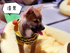 -逗柴咖啡屋·狗咖猫咖宠物桌游