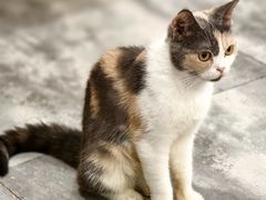 -楼上猫咖(罗湖店)