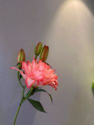 -哈颜科技轻美·