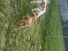 -趣玩宠物乐园寄养训犬训狗游泳池