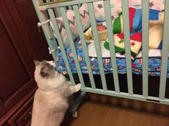 -Bastet sally猫舍购宠(静安店)