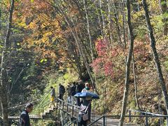 -五营红松林海景区
