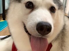 小苹果-Husky Go! 哈士奇体验馆·宠物咖啡厅狗咖