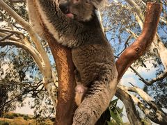 -费瑟代尔野生动物园