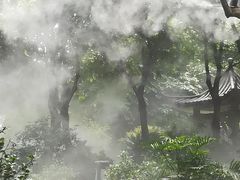 -金花茶公园