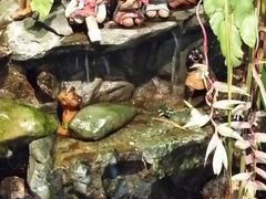 android_upload_pic-自然餐厅(Phuket)
