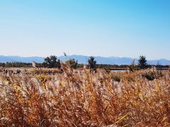 -野鸭湖国家湿地公园