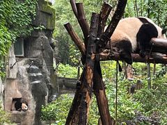 -成都大熊猫繁育研究基地